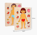 Montessori Puzzles Busy Board Human Body Teaching Learning Body Parts For Children Early Education Games Toddlers Quiet Books
