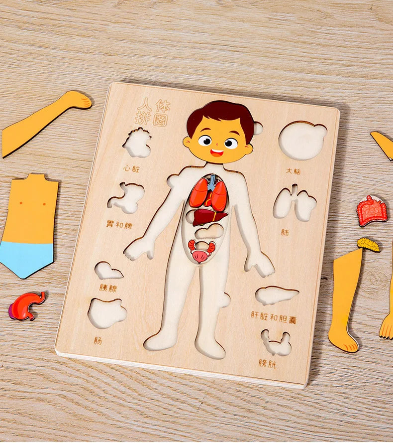 Montessori Puzzles Busy Board Human Body Teaching Learning Body Parts For Children Early Education Games Toddlers Quiet Books